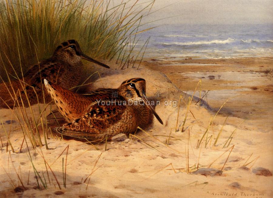 Woodcock Nesting On A Beach - 阿奇博尔德·索伯恩